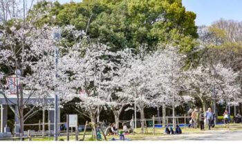 広島ワイン会　比治山公園桜2